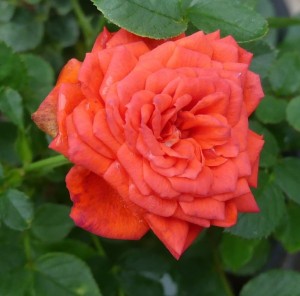 BRISTOL SCARLET (miniature)